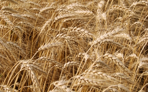 Wheat Fields Wallpapers (80 wallpapers)