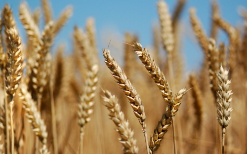 Wheat Fields Wallpapers (80 wallpapers)