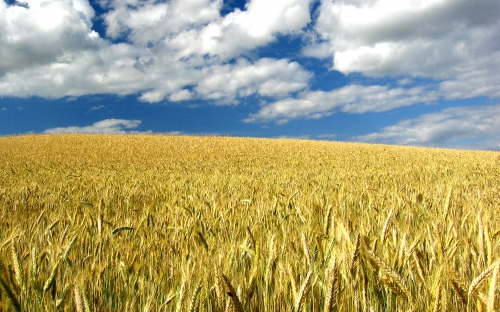 Wheat Fields Wallpapers (80 wallpapers)