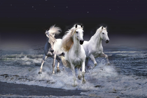 Horses (114 wallpapers)