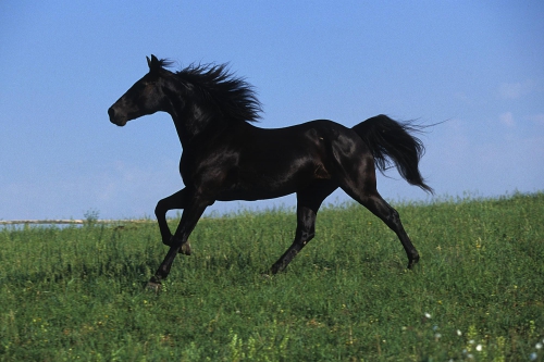 Horses (114 wallpapers)