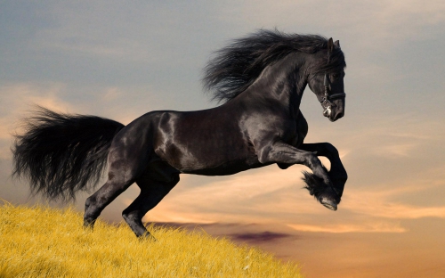 Horses (114 wallpapers)