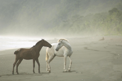 Horses (114 wallpapers)