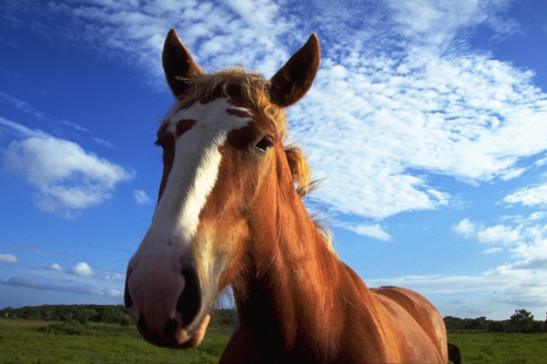 Horses (114 wallpapers)