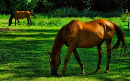 Horses (114 wallpapers)