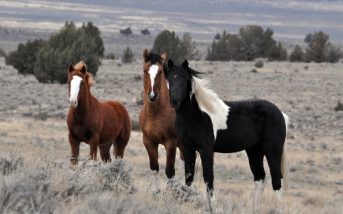 Horses (114 wallpapers)