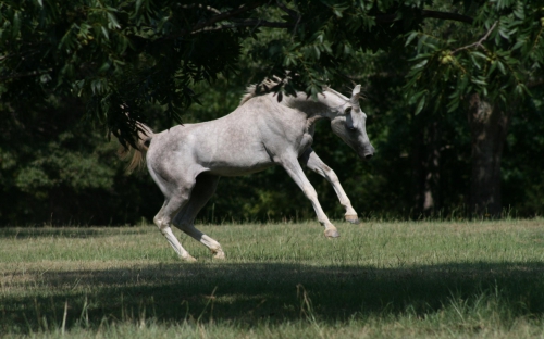 Horses (114 wallpapers)