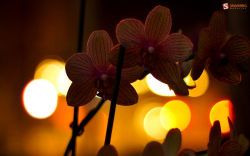Selected Wallpapers - Flowers. Part 2 (440 wallpapers)