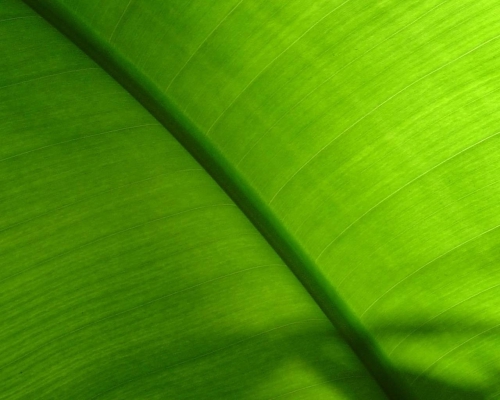 A palette of green shades of different subjects (556 wallpapers)