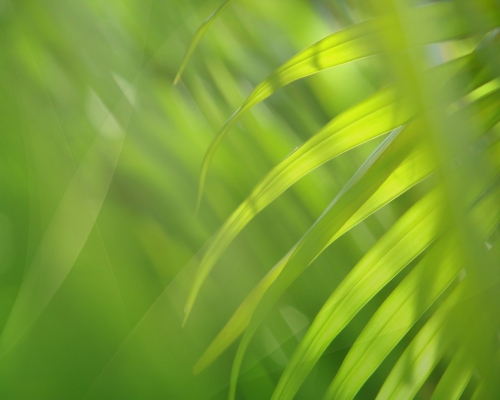 A palette of green shades of different subjects (556 wallpapers)