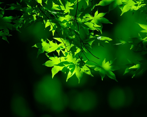 A palette of green shades of different subjects (556 wallpapers)