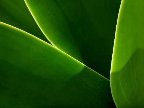 A palette of green shades of different subjects (556 wallpapers)