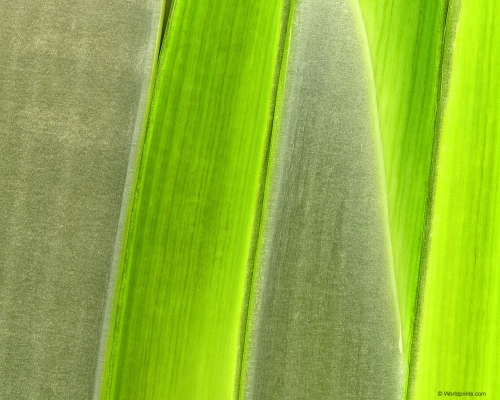 A palette of green shades of different subjects (556 wallpapers)