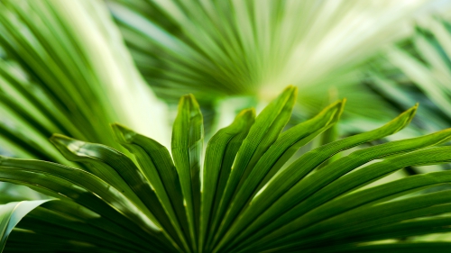 A palette of green shades of different subjects (556 wallpapers)