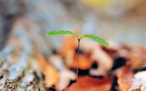 A palette of green shades of different subjects (556 wallpapers)