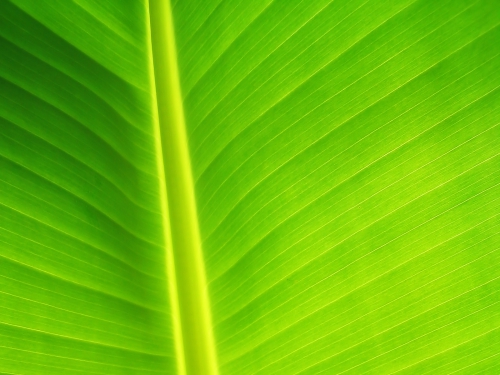 A palette of green shades of different subjects (556 wallpapers)