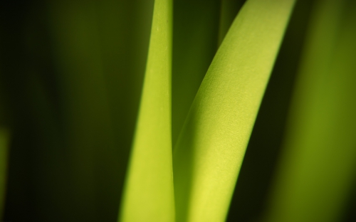 A palette of green shades of different subjects (556 wallpapers)