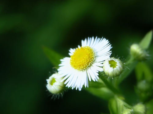 A palette of green shades of different subjects (556 wallpapers)