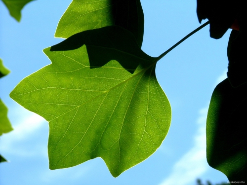 A palette of green shades of different subjects (556 wallpapers)