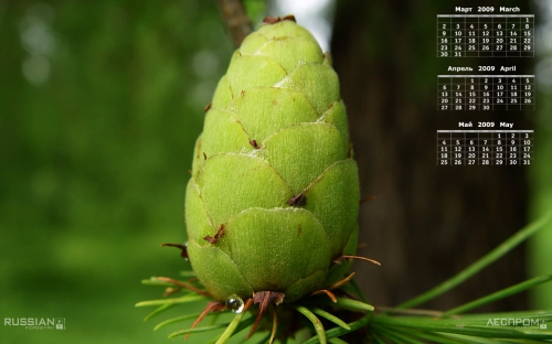 A palette of green shades of different subjects (556 wallpapers)