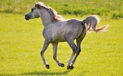 Widescreen Wallpaper - Horses (40 wallpapers)