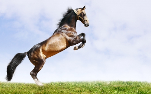 Widescreen Wallpaper - Horses (40 wallpapers)