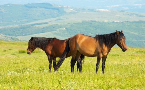 Widescreen Wallpaper - Horses (40 wallpapers)