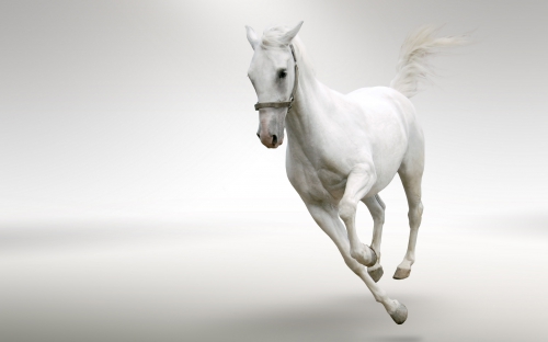 Widescreen Wallpaper - Horses (40 wallpapers)