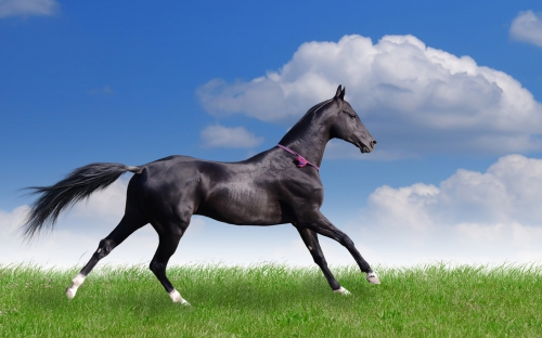 Widescreen Wallpaper - Horses (40 wallpapers)