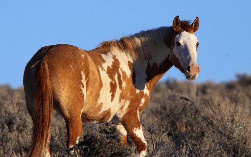 Widescreen Wallpaper - Horses (40 wallpapers)