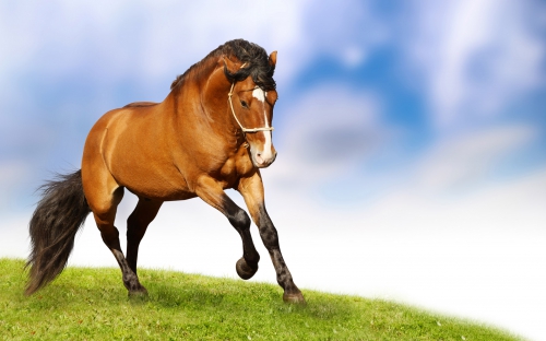 Widescreen Wallpaper - Horses (40 wallpapers)