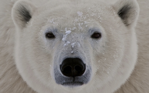 Polar Bears (52 wallpapers)