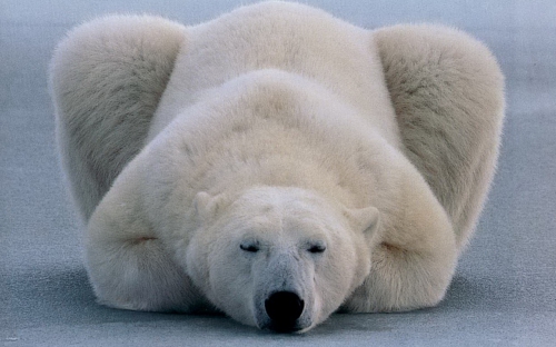 Polar Bears (52 wallpapers)