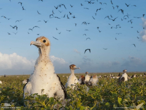 Best National Geographic Wallpapers 2011 (part 3) (61 wallpapers)