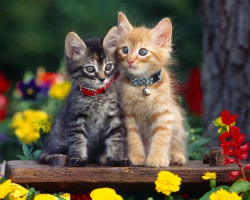 A large selection of wallpapers on the theme "Cats and Dogs" (70 wallpapers)