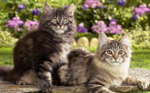 Cute Cats Wide Screen Wallpapers (40 wallpapers)