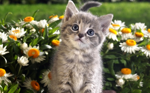 Cute Cats Wide Screen Wallpapers (40 wallpapers)