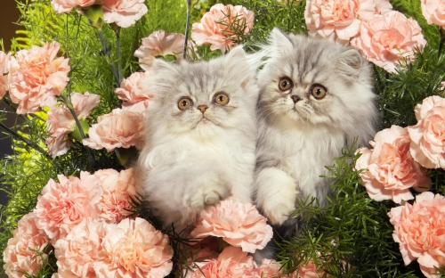 Cute Cats Wide Screen Wallpapers (40 wallpapers)