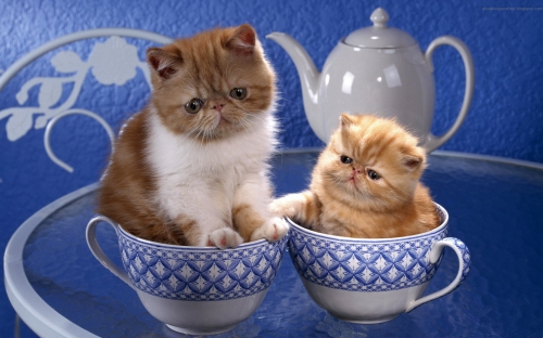 Cute Cats Wide Screen Wallpapers (40 wallpapers)