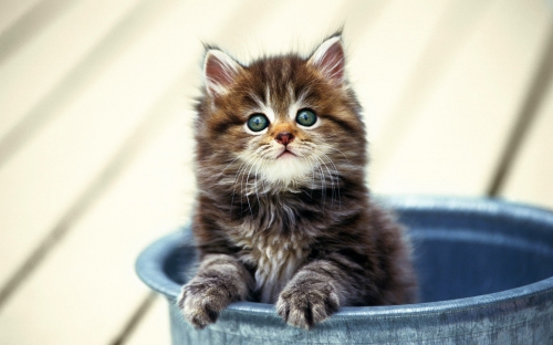 Cute Cats Wide Screen Wallpapers (40 wallpapers)