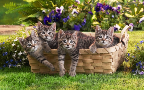 Cute Cats Wide Screen Wallpapers (40 wallpapers)