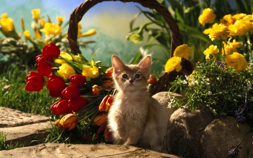 Cute Cats Wide Screen Wallpapers (40 wallpapers)