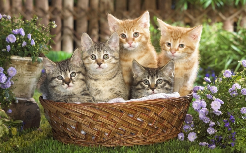 Cute Cats Wide Screen Wallpapers (40 wallpapers)