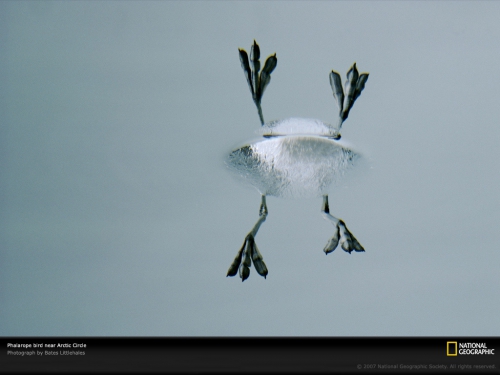 National Geographic Life in Black and White (2011) (112 wallpapers)