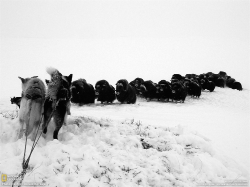 National Geographic Life in Black and White (2011) (112 wallpapers)