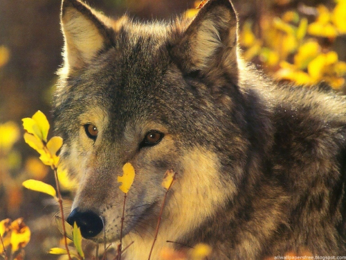 Wallpapers Dogs and wolves (200 wallpapers)