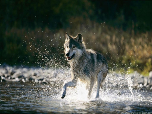 Wallpapers Dogs and wolves (200 wallpapers)