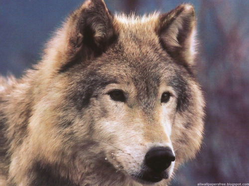 Wallpapers Dogs and wolves (200 wallpapers)