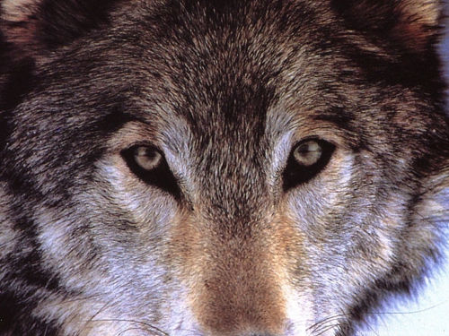 Wallpapers Dogs and wolves (200 wallpapers)