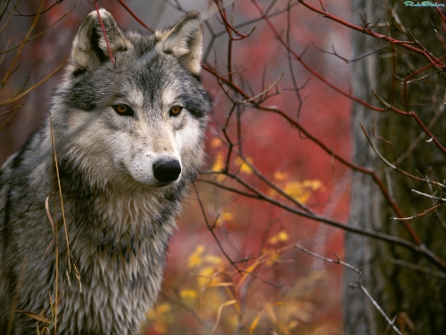 Wallpapers Dogs and wolves (200 wallpapers)